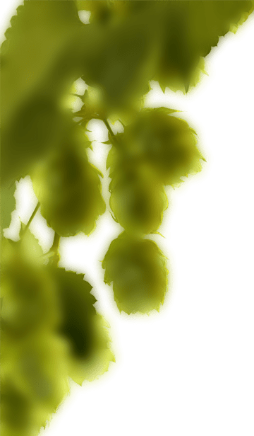 beer hop left min.png