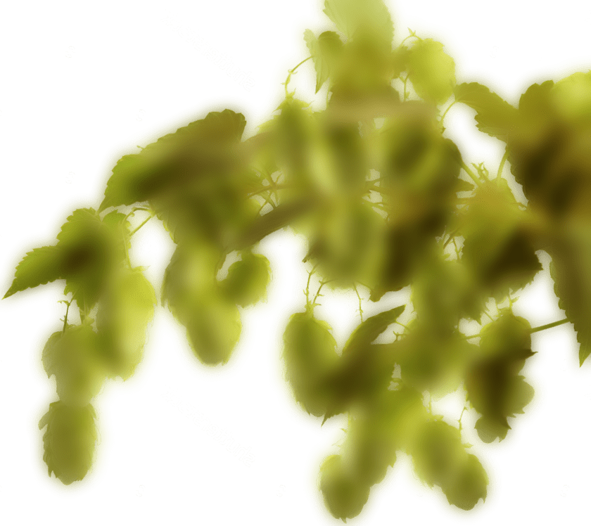 hop right back min.png