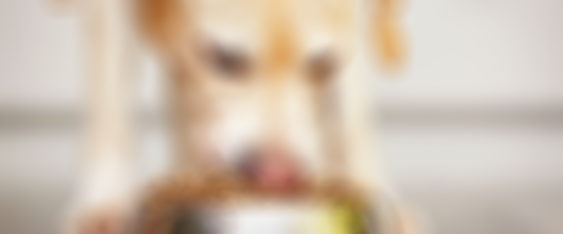 Slide Pets 2