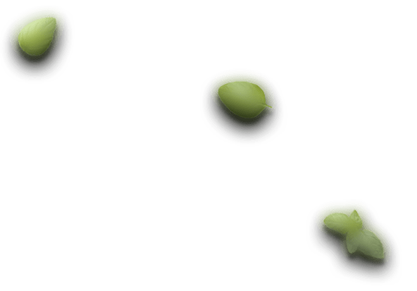 sushi leaf 1.png